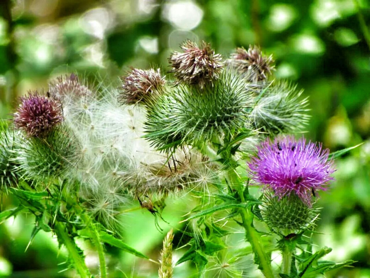 Cotton or thistle?