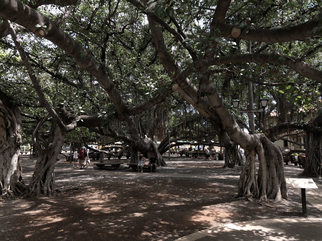 TREES ALONG PLANTS IN PARK