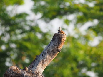 Close-up of bird on tree trunk