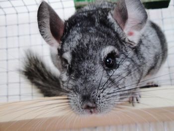 Close-up portrait of a cat