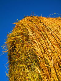 Low angle view of dry plants against blue sky