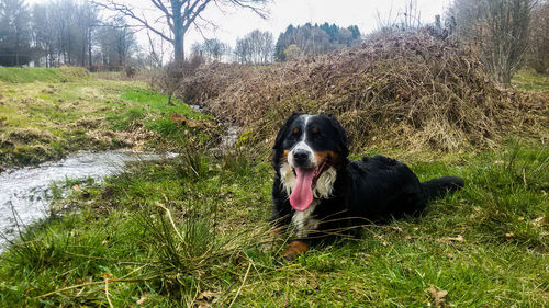 Dog on field