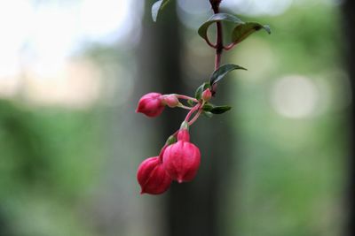 Close-up of pink flower