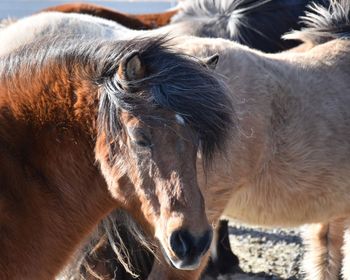 Close-up of a horse