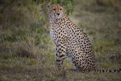 Cheetah relaxing on field