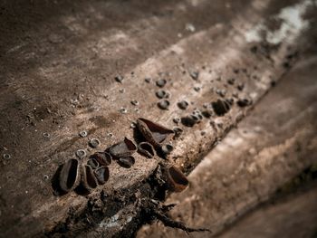High angle view of caterpillar on rusty metal