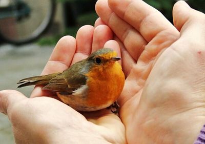 Close-up of cropped hand holding bird