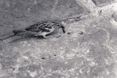 High angle view of a bird