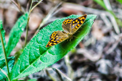 Close-up of butterfly on leaf