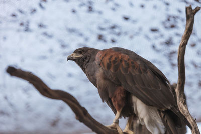 Close-up side view of a bird on branch