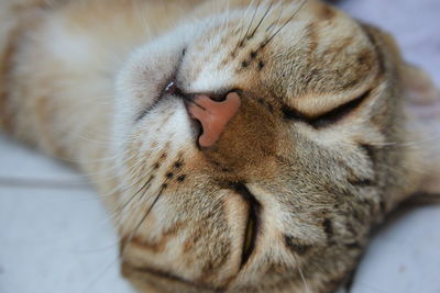 Close-up of cat sleeping