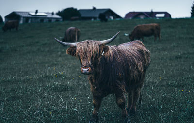 Cow standing on field