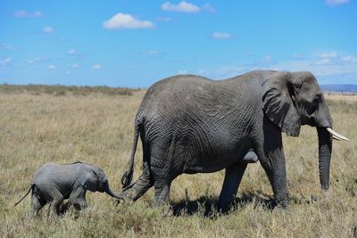 Elephant in a field