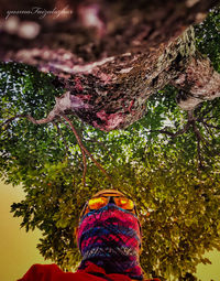 Low angle view of man on tree trunk