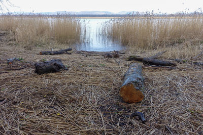 Wood on field by lake against sky