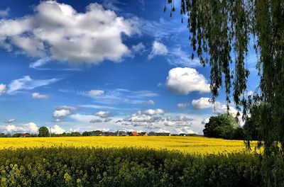 Scenic view of oilseed rape field against sky