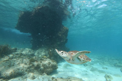 High angle view of fish swimming in sea