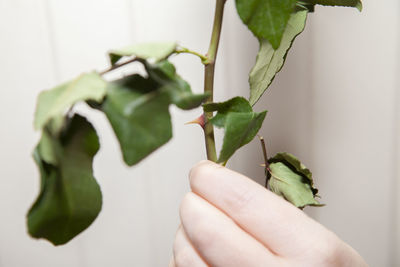 Close-up of hand holding plant