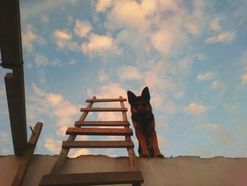 Dog sitting on steps against sky