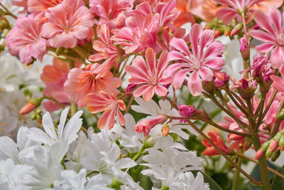 Lewisia flower in bloom in the garden