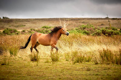 Side view of horse on field