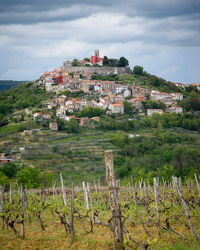 Vineyard and motovun townscape against sky