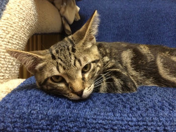 Close-up of a cat lying on bed