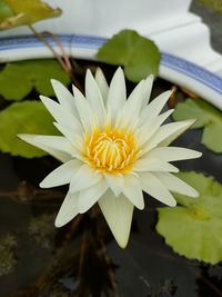 Close-up of white flowering plant