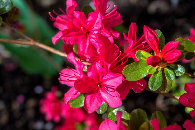 Close-up of pink flowers blooming outdoors