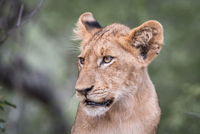 Close-up portrait of lion