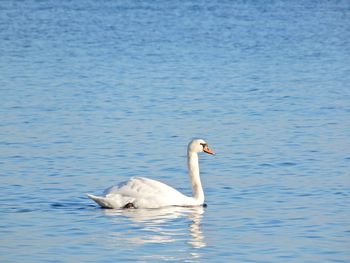 Swan swimming in lake