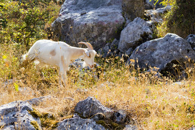 View of sheep on rock