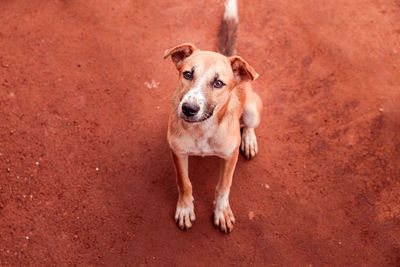High angle portrait of dog standing outdoors