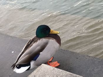 High angle view of mallard duck swimming on lake