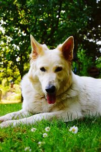 View of a dog lying on field