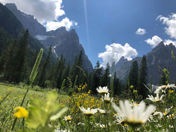 Scenic view of flowering plants on field against sky