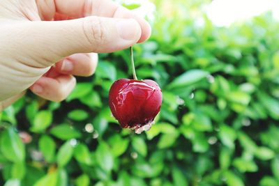 Close-up of hand holding strawberry