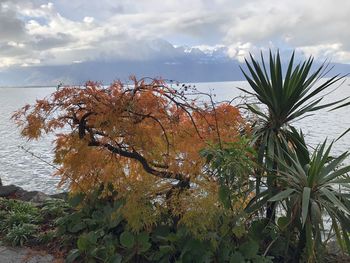 Plants by sea against sky