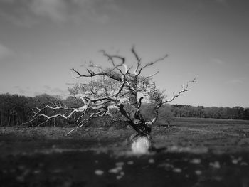 Bare tree on field against sky