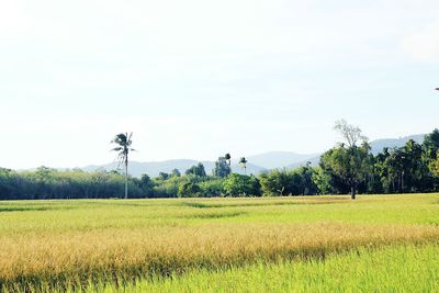 Scenic view of agricultural field against sky