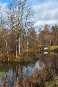 Reflection of bare trees in lake