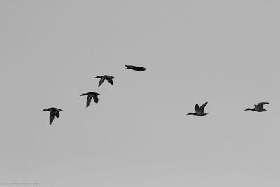 Low angle view of bird flying against clear sky