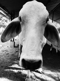 Close-up portrait of cow