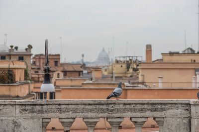 Bird perching on roof against clear sky