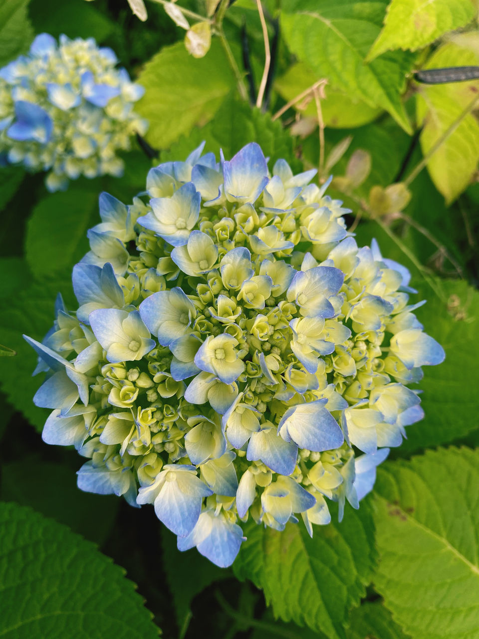 CLOSE-UP OF FLOWERING PLANT