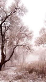 Bare trees on snow covered land against sky