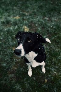 High angle view of a dog outdoors