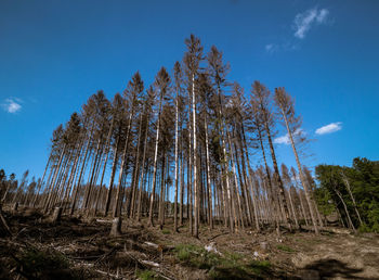 Low angle view of trees in forest against blue sky