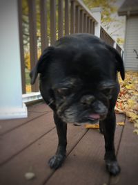 Close-up of dog at home