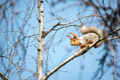 Low angle view of bird on branch